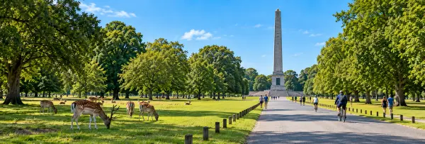 Phoenix Park in Dublin with Wellington Monument, deer and tree-lined avenues