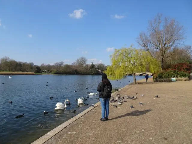Hyde Park lake with swans, ducks and visitors beside the water