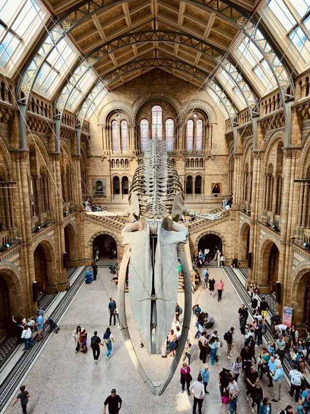 Blue whale skeleton suspended inside the Natural History Museum's grand Hintze Hall in London.