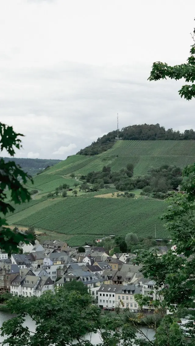 Green vineyards and hillside landscape around Kahlenberg overlooking Vienna