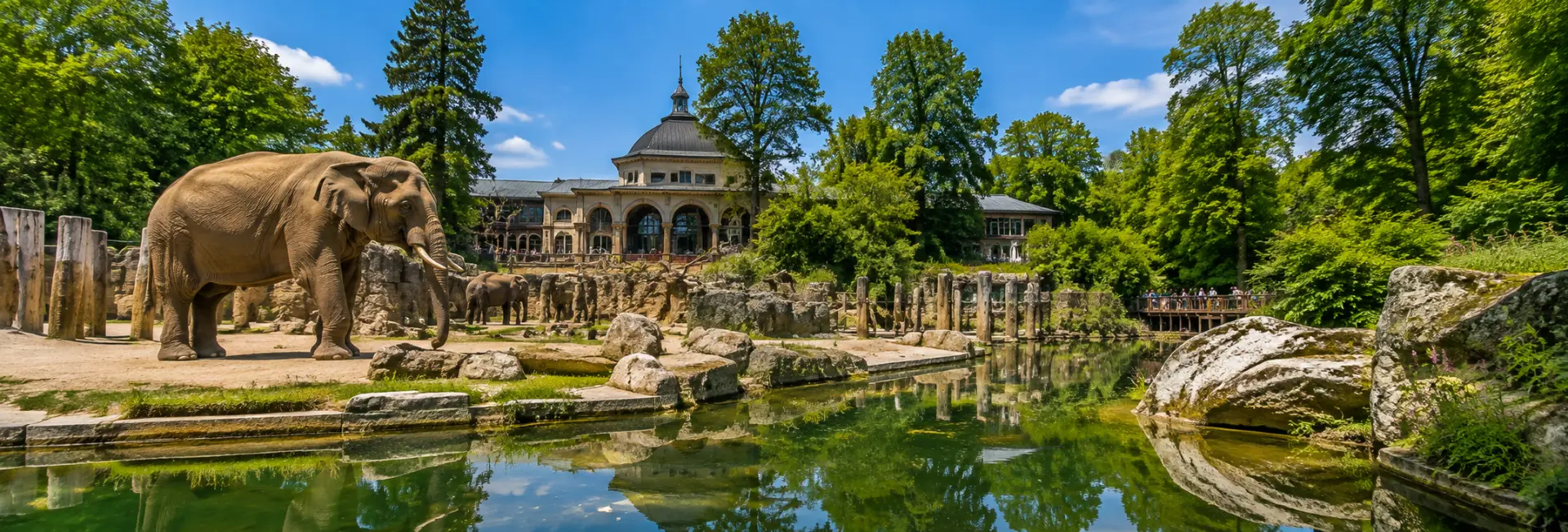 Zoo Zürich elephant habitat with elephants, a pond, rocks, and lush greenery
