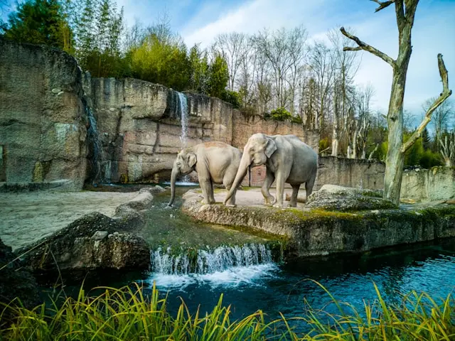 Two elephants standing beside a waterfall at Zoo Zürich