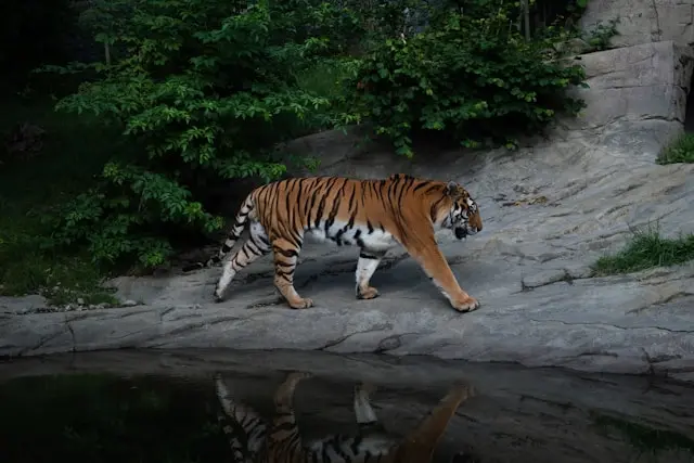 Tiger walking beside a pool at Zoo Zürich