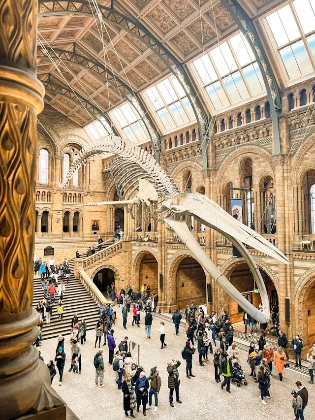 Blue whale skeleton inside London’s Natural History Museum
