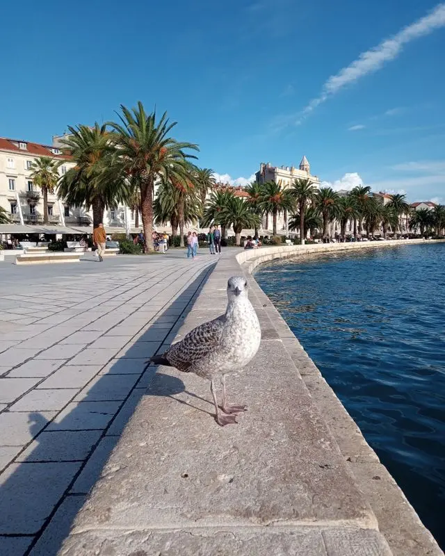 Riva Promenade in Split, Croatia, featuring palm trees, a scenic waterfront walkway, and the Adriatic Sea.