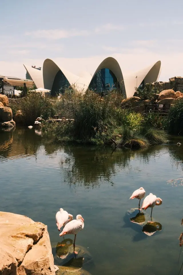 City of Arts and Sciences in Valencia reflected in water, with flamingos in the foreground.
